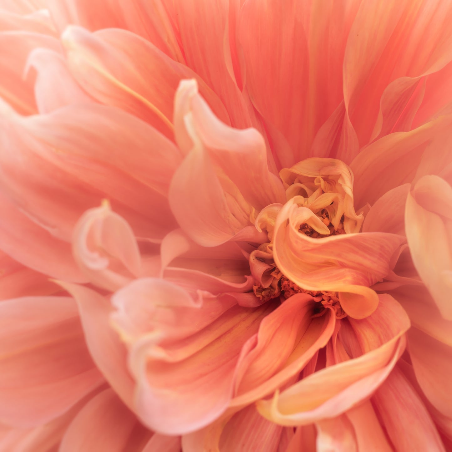 Dahlia Gloriosa; Framed & Mounted Print