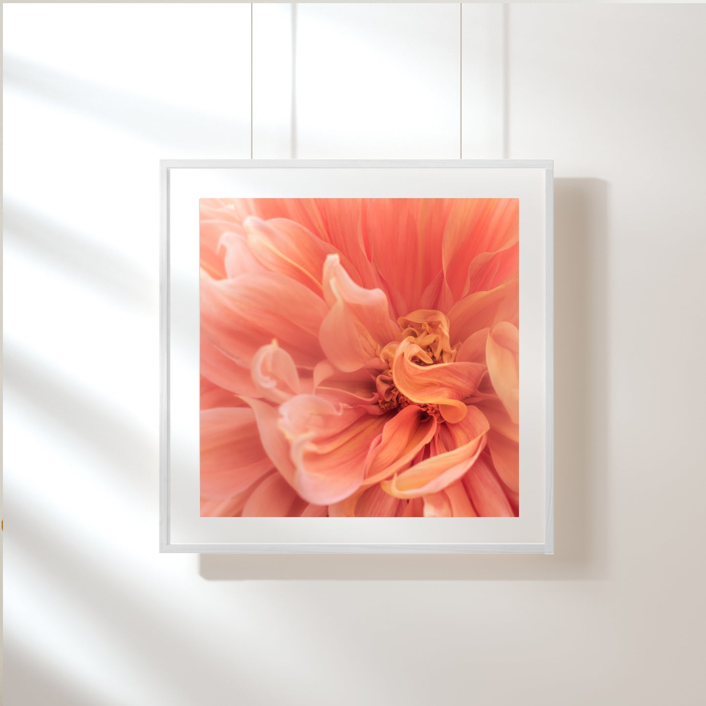 Dahlia Gloriosa; Framed & Mounted Print