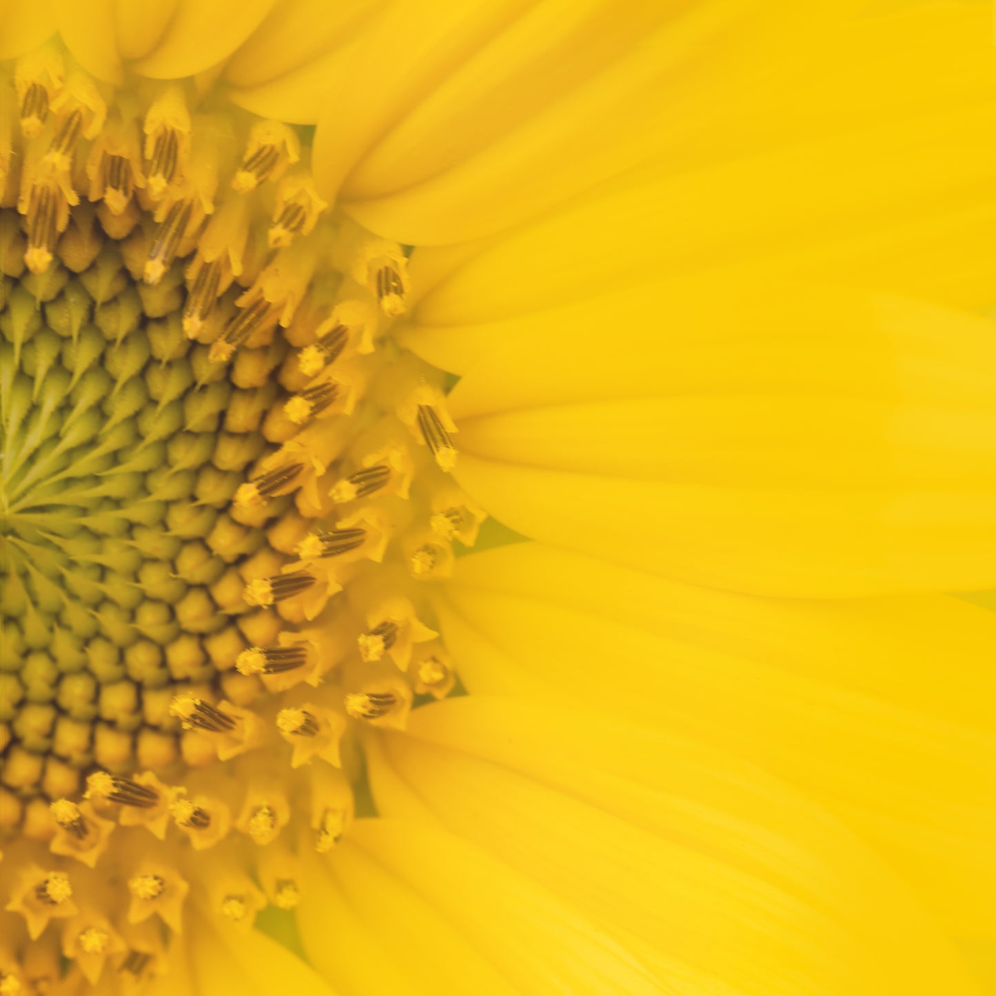 Sunflower, The Ray of Light; Framed & Mounted Print