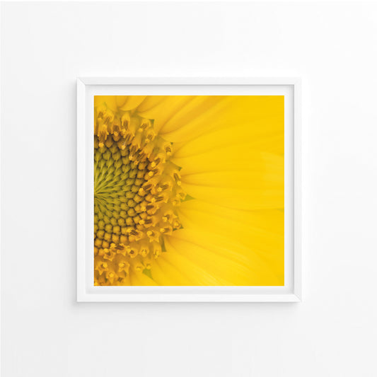 Sunflower, The Ray of Light; Framed & Mounted Print