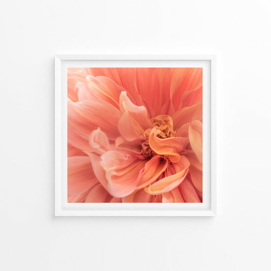 Dahlia Gloriosa; Framed & Mounted Print