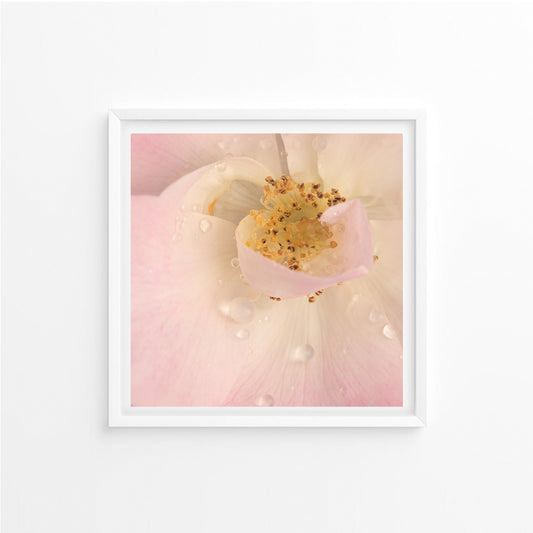 Pearls in Pink; Framed & Mounted Print