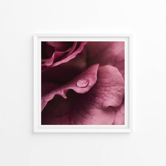 The Morning Dew; Framed & Mounted Print