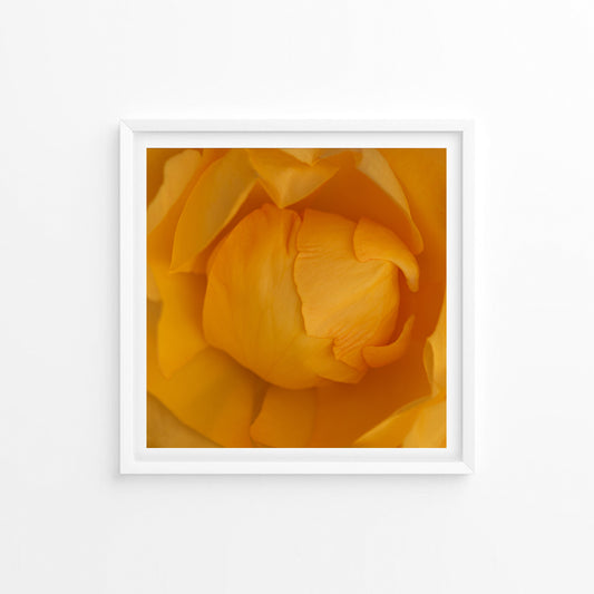 The Beauty of Petals;  Framed & Mounted Print