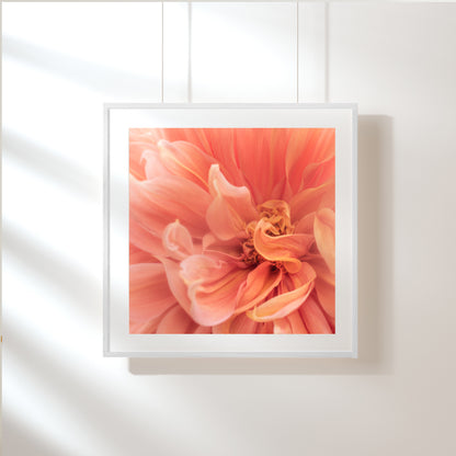 Dahlia Gloriosa; Framed & Mounted Print