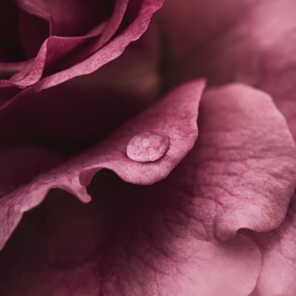 The Morning Dew; Framed & Mounted Print