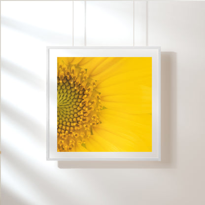 Sunflower, The Ray of Light; Framed & Mounted Print